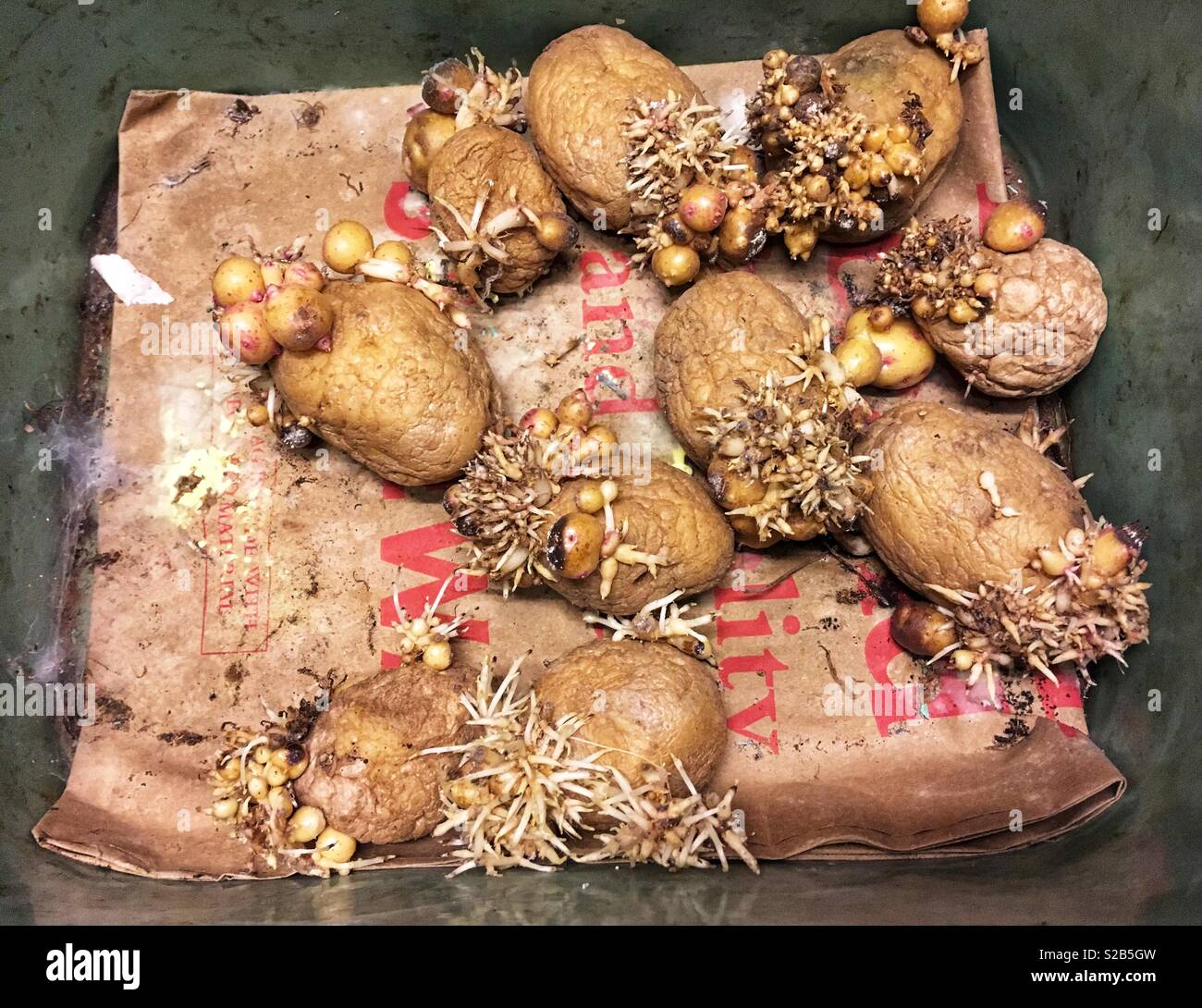 Vegetative Propagation In Potato