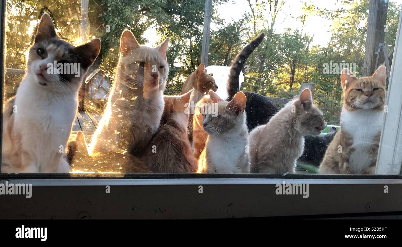 Zombie farm cats try to get in the patio door. Stock Photo