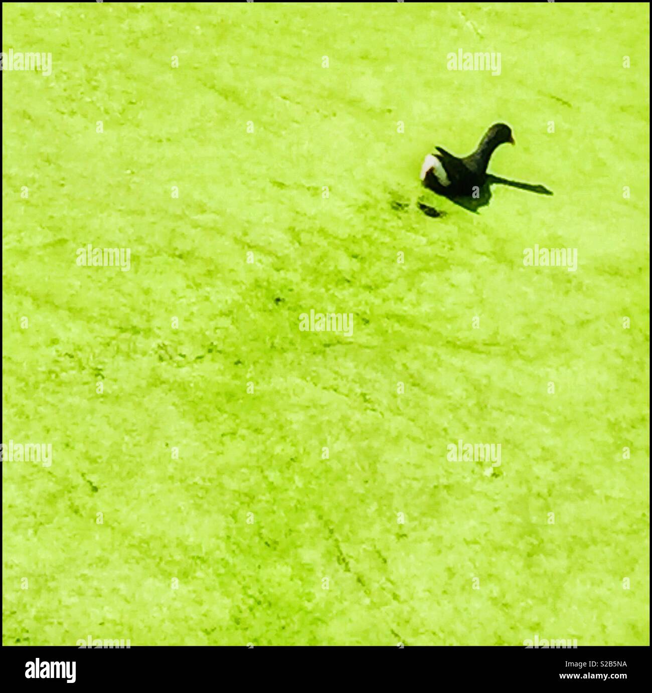 A moorhen swims cross a pond covered in algae. - Smartphone Captured Stock Image