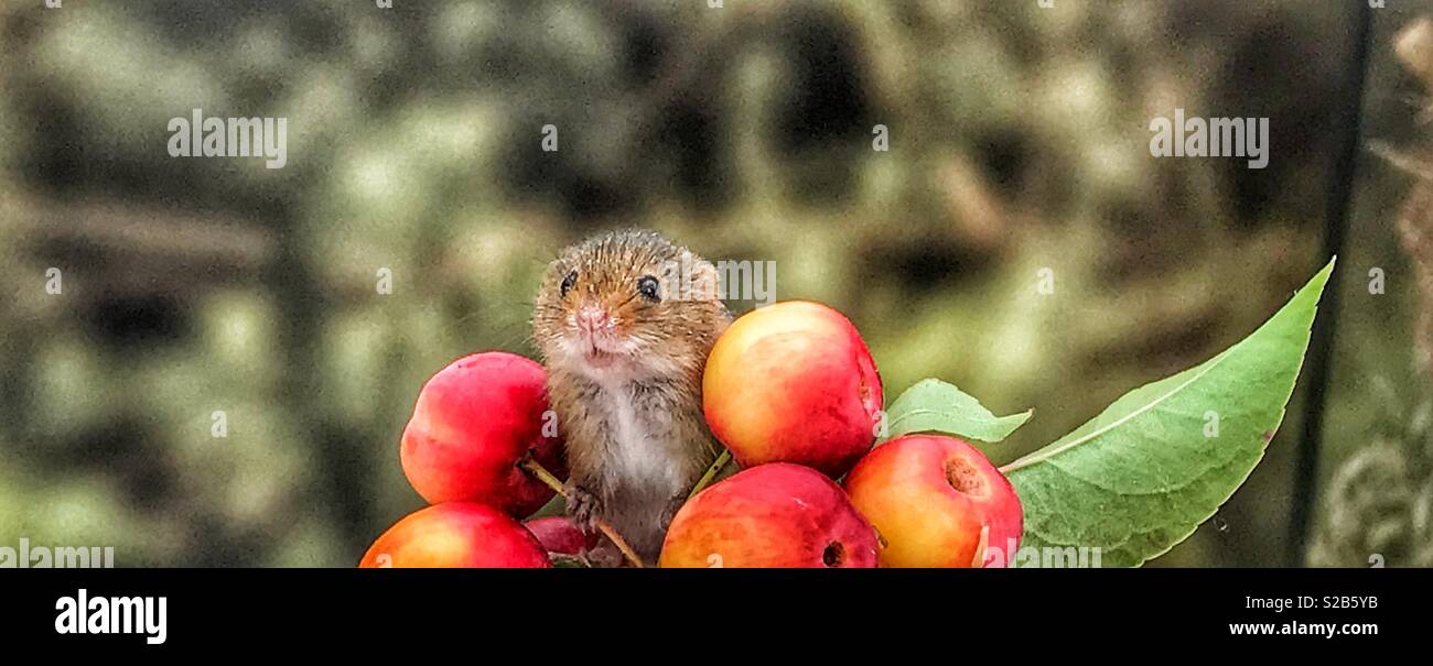 Harvest mouse with crab apples Stock Photo Alamy
