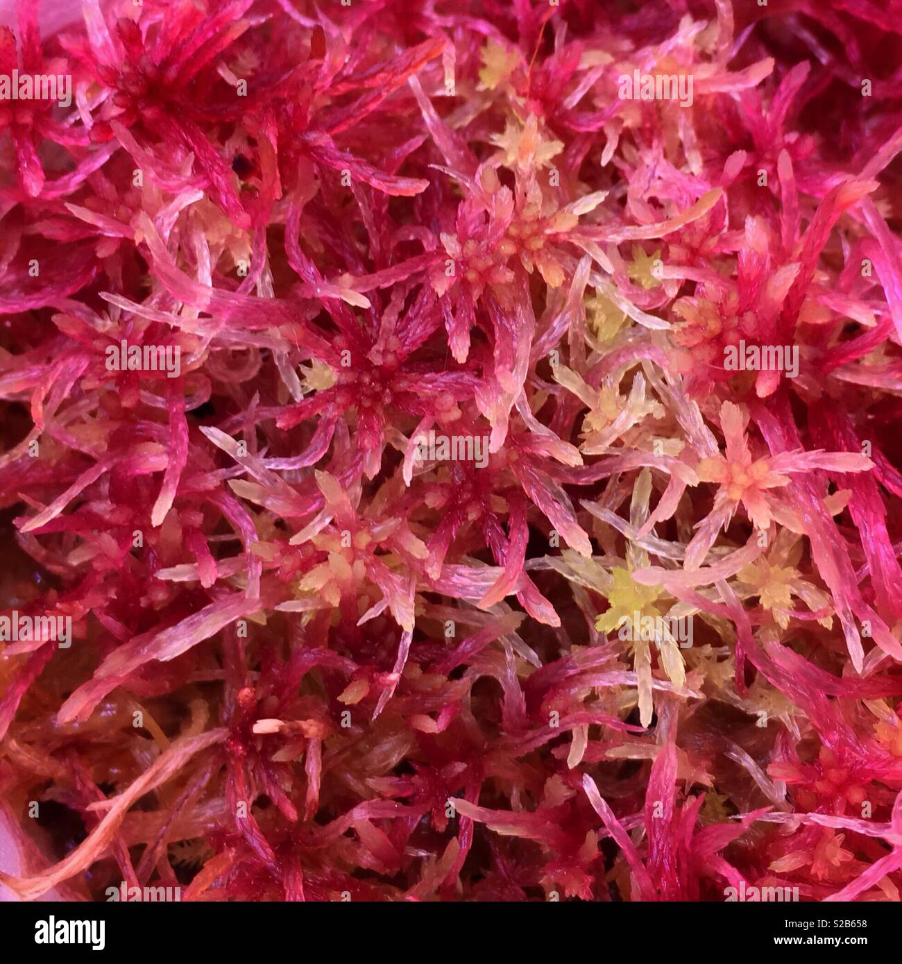 Red Live Sphagnum Moss Stock Photo
