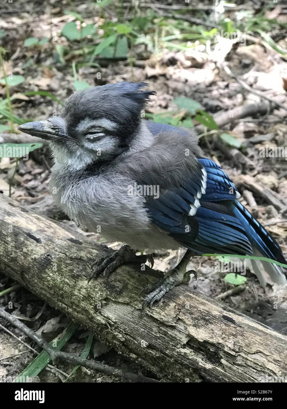 Baby Blue Jay Stock Photo Alamy
