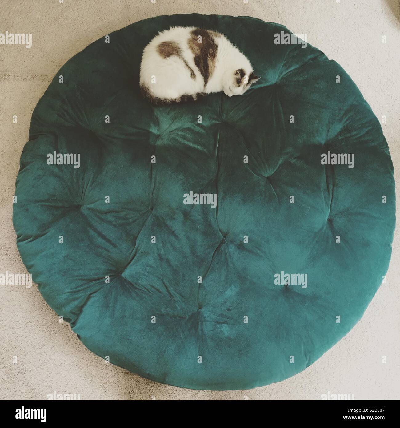 A cat sleeping on a circular cushion. Stock Photo