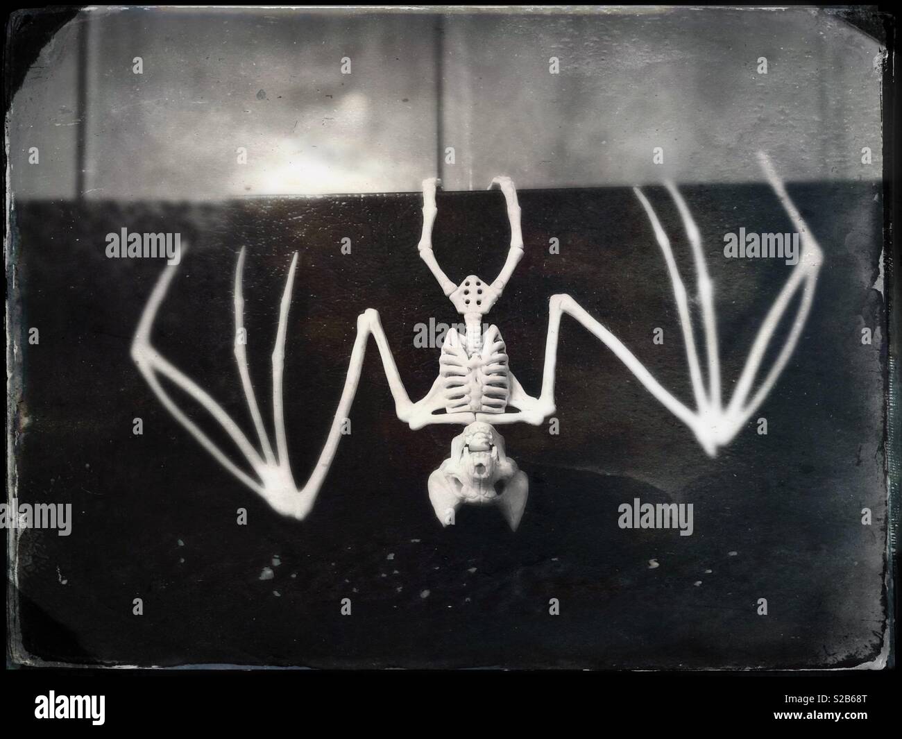 Creepy skeleton bat hanging upside down bat Stock Photo Alamy