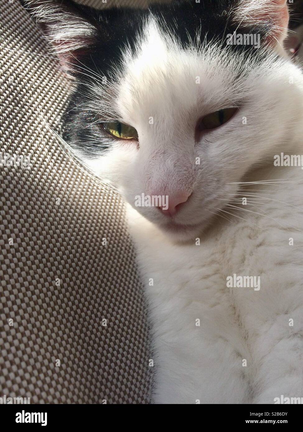 Black and white cat looking at you Stock Photo - Alamy