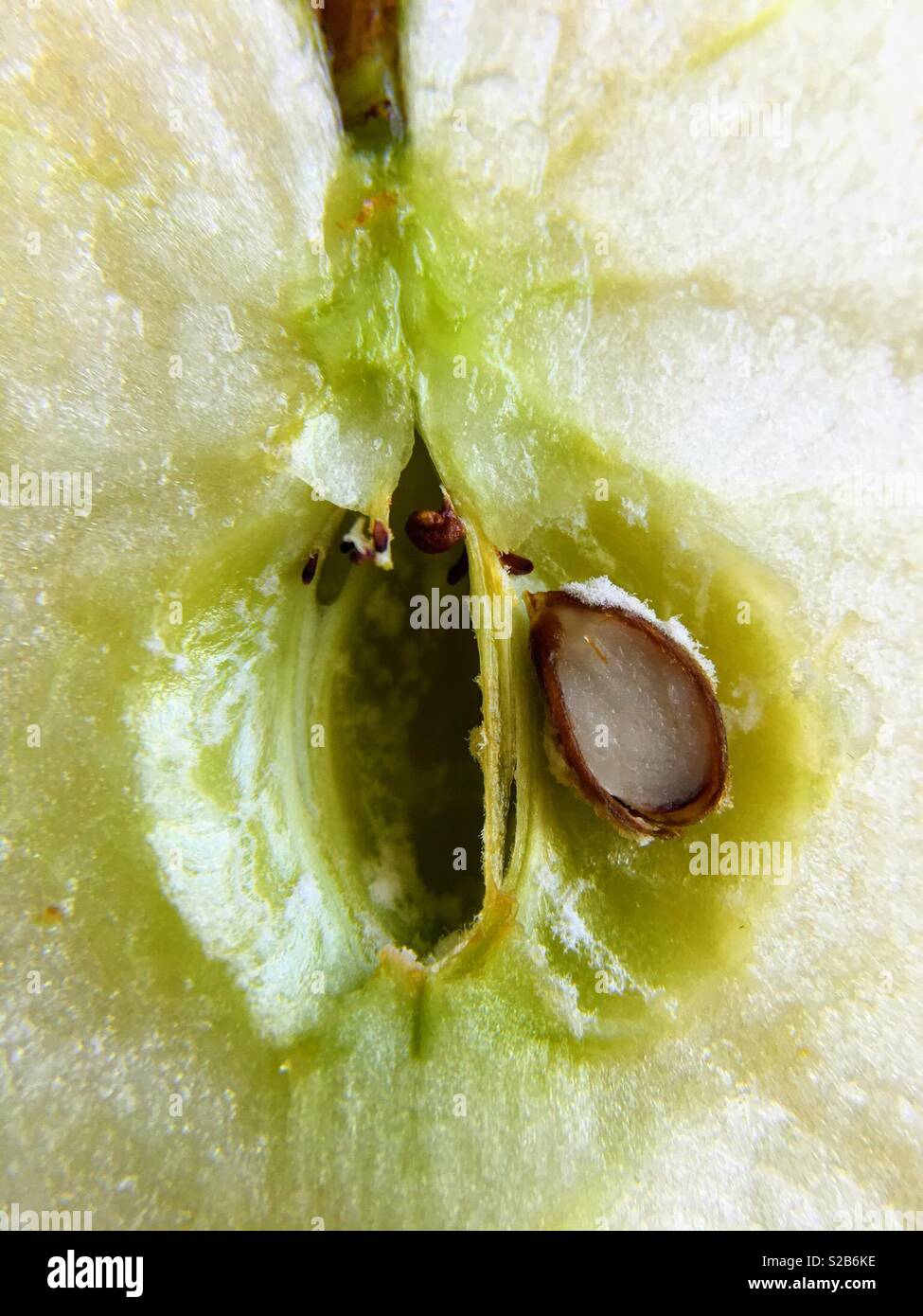 A close up of the centre of an apple core with a pip that has been cut in half. Stock Photo