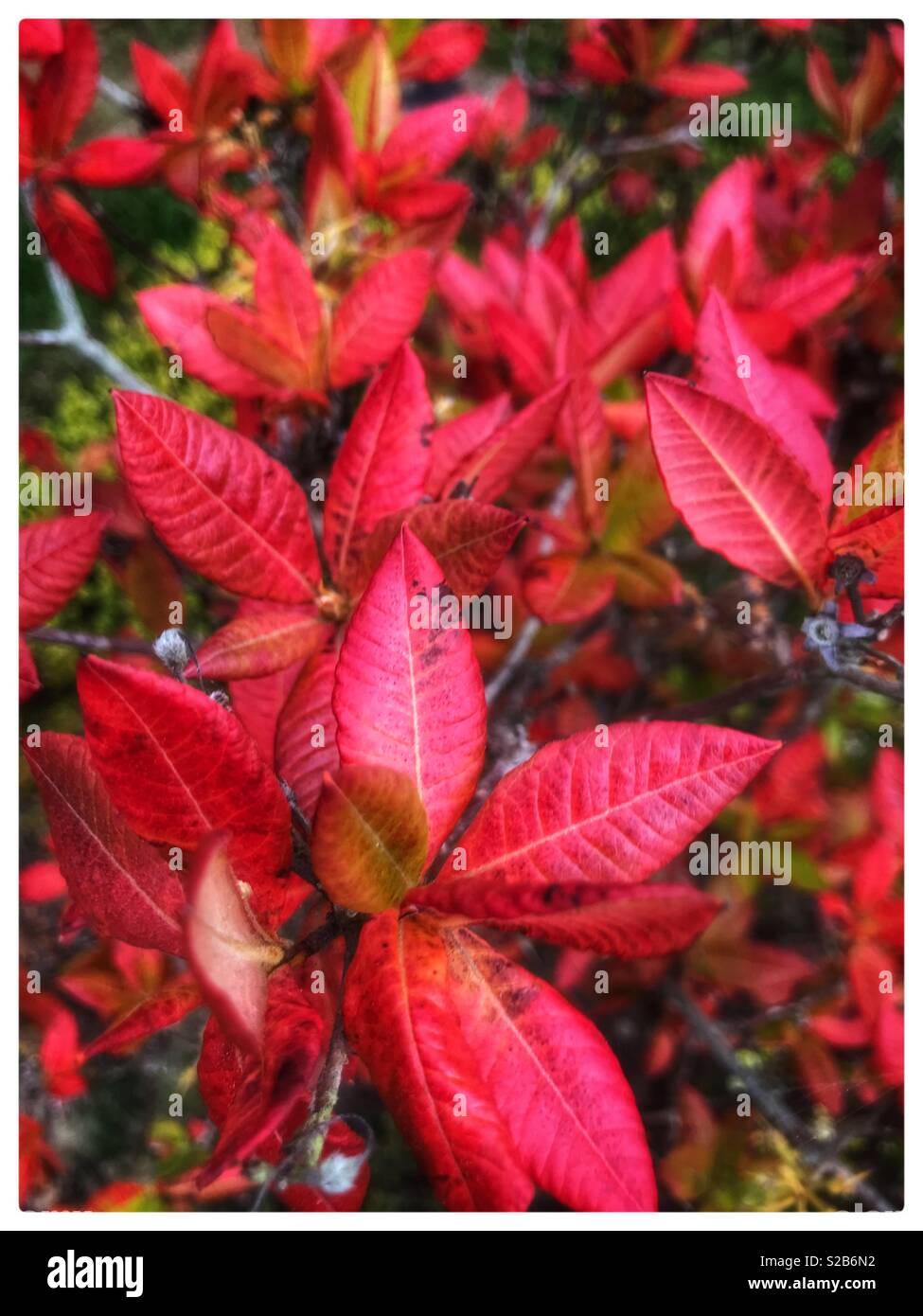 Autumn colour Stock Photo