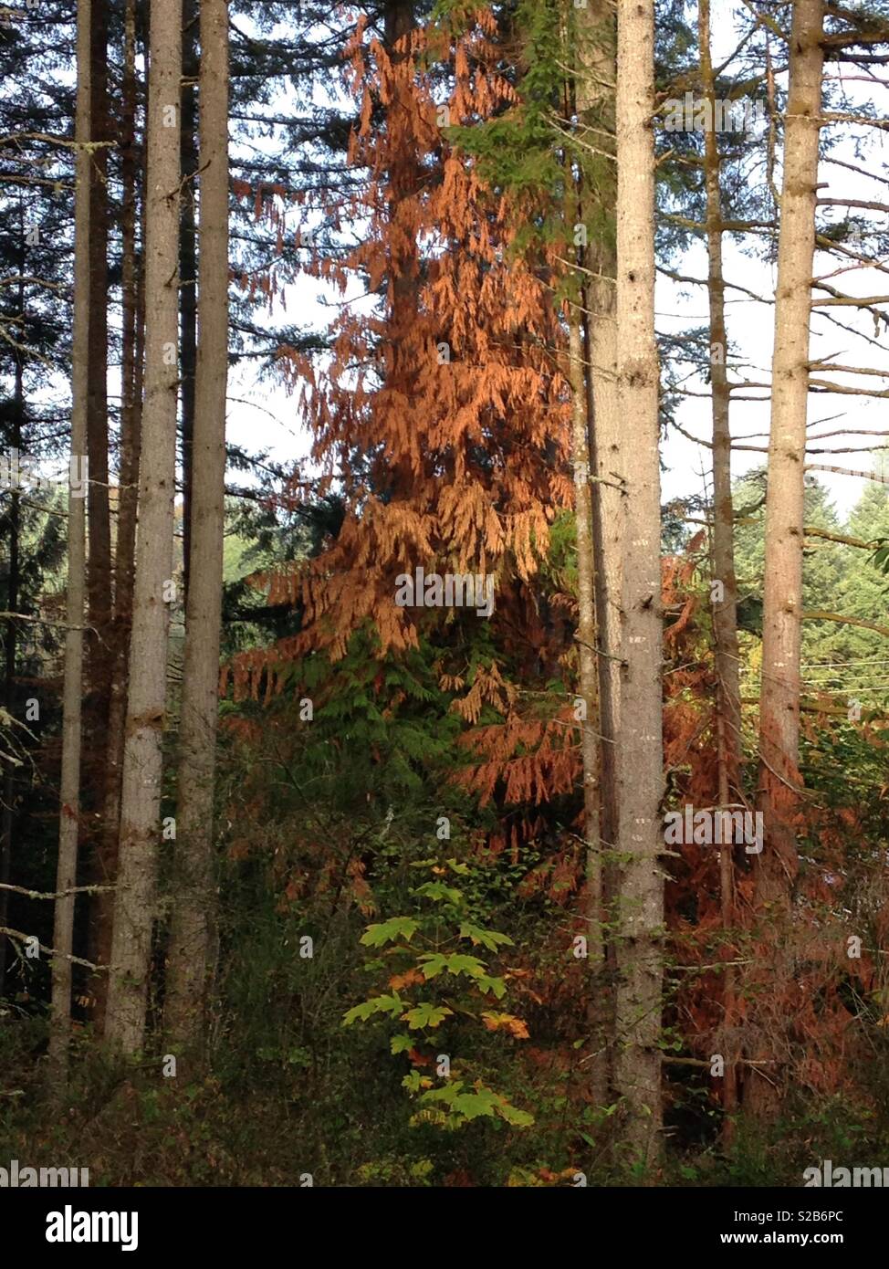 Dead or dying Evergreen tree among the living Stock Photo Alamy