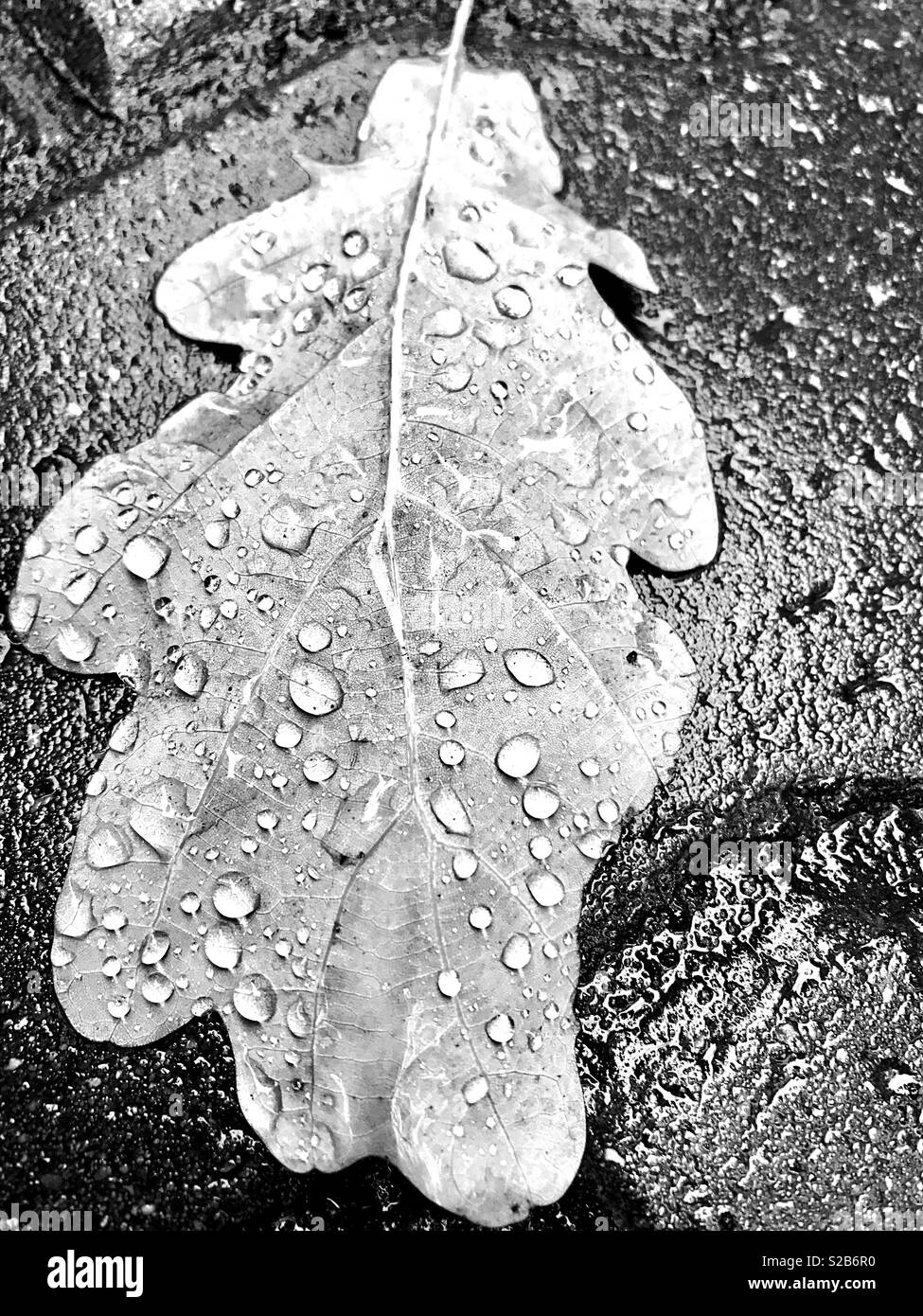 raindrops on an oak leaf - Smartphone Captured Stock Image
