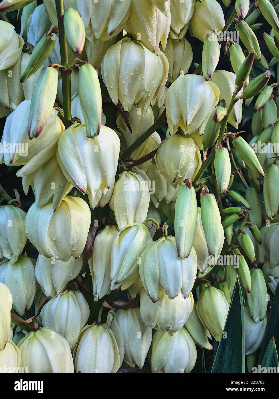 Yucca flowers Stock Photo Alamy