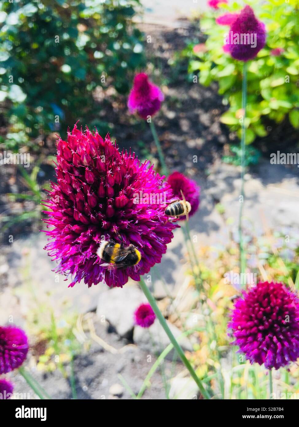 Bees on flower hi-res stock photography and images - Alamy