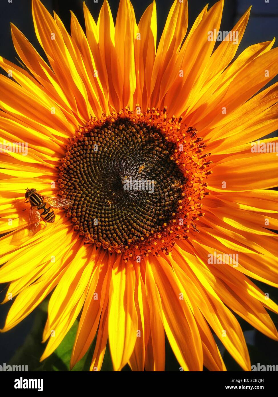Close up of a sun flower with a hover fly resting on it. - Smartphone Captured Stock Image