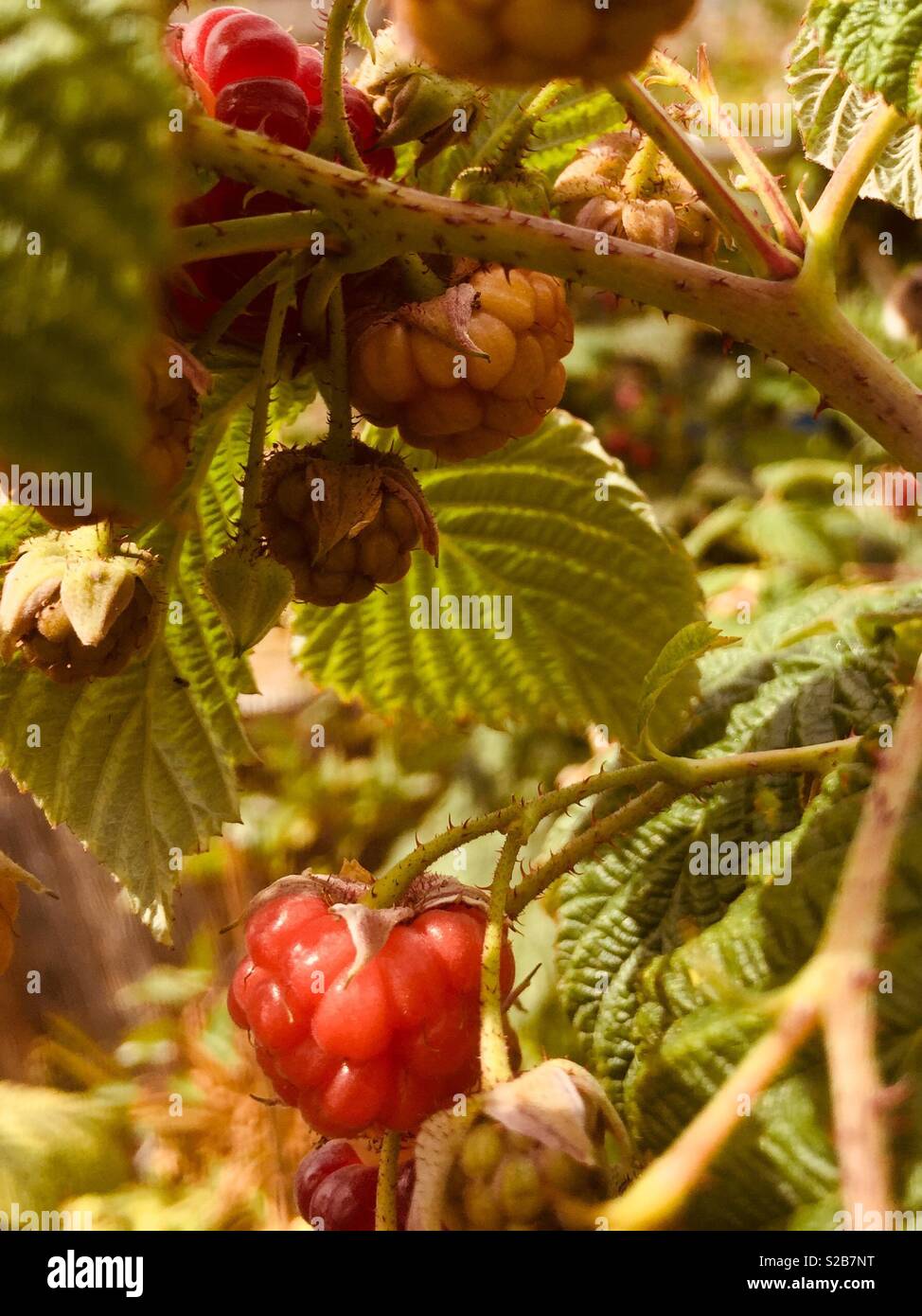 Raspberry plant - Smartphone Captured Stock Image