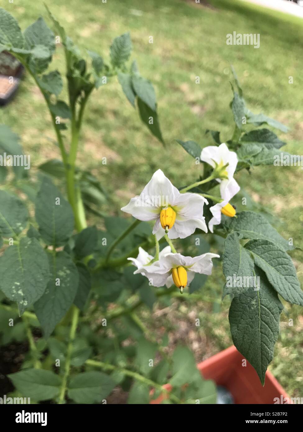 Potato Plant flowering in an urban garden Stock Photo Alamy