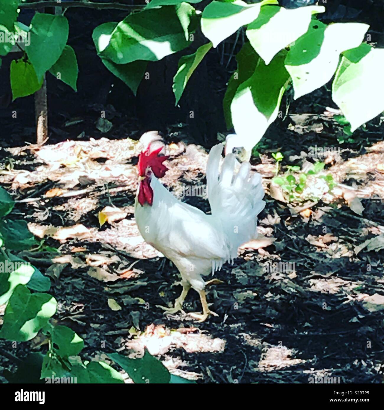 Free roaming rooster Stock Photo Alamy