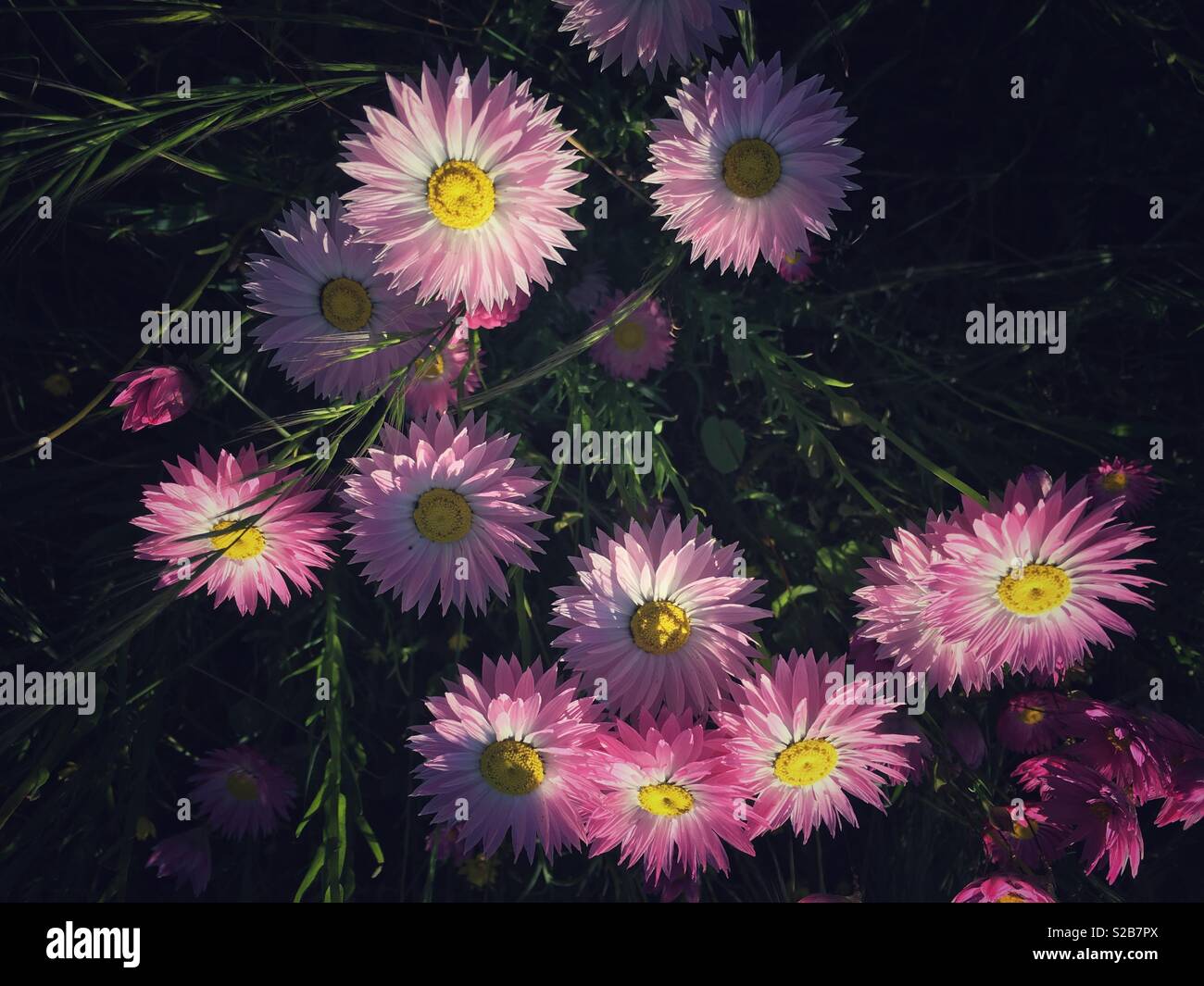 Wildflowers Everlastings Western Australia Stock Photo Alamy