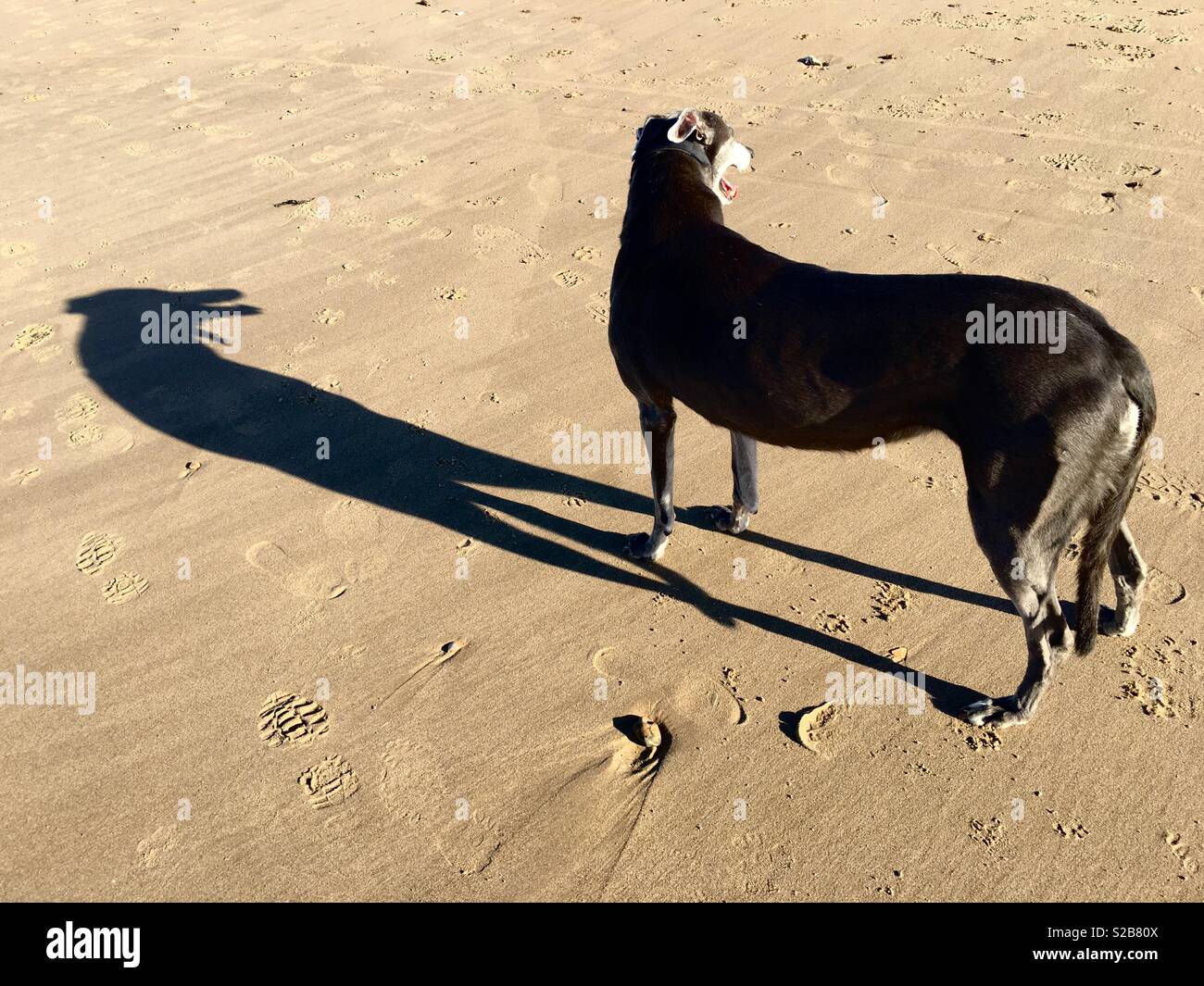 A greyhound casts a long shadow on a beach Stock Photo Alamy