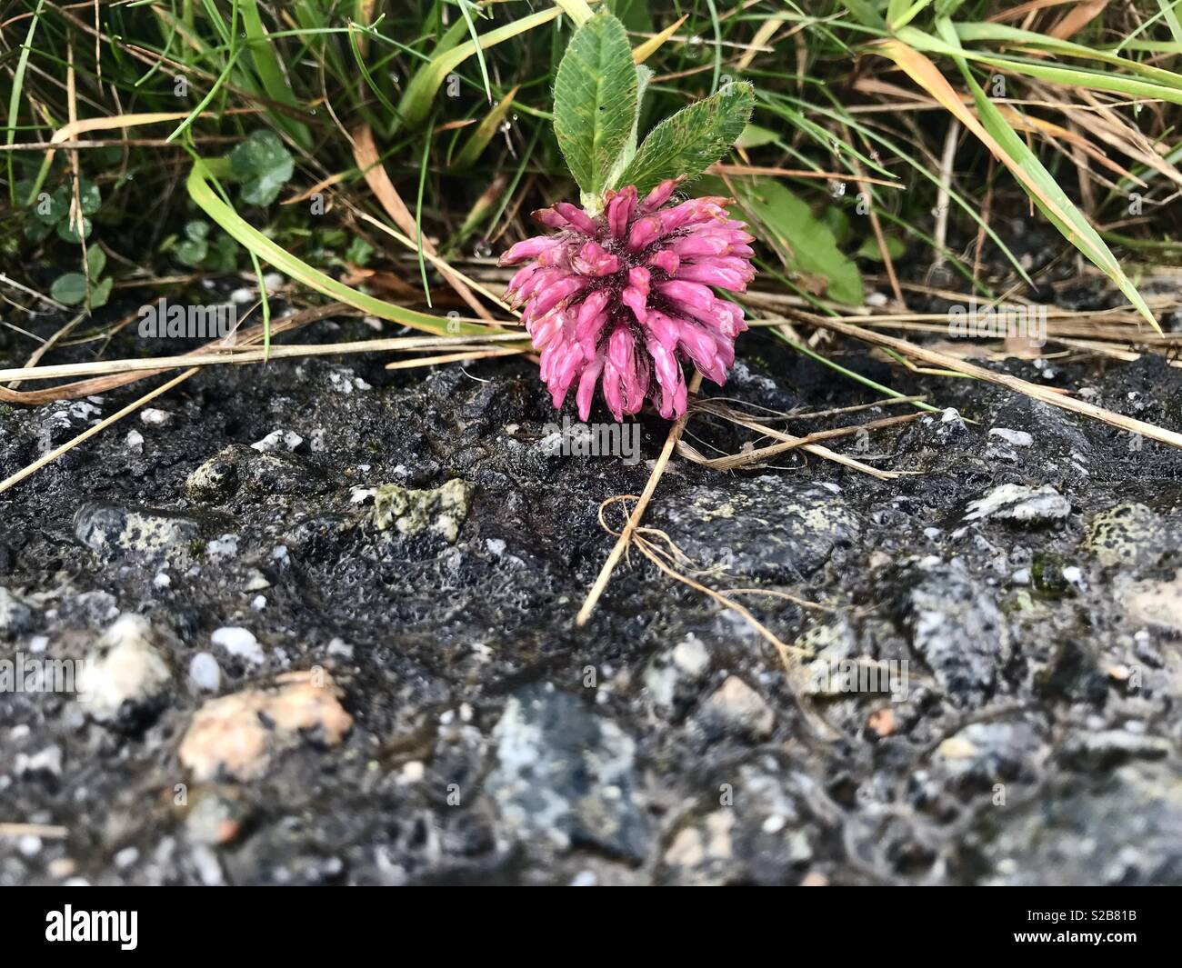 Bending flower hires stock photography and images Alamy