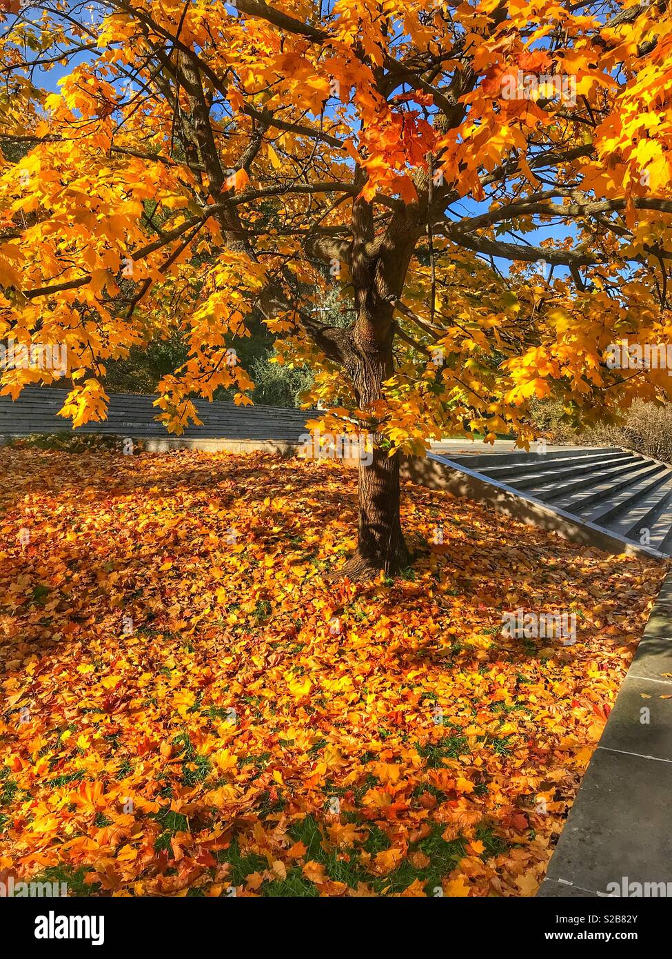 Beautiful autumn colors on a tree and leaves on the ground on a sunny day. Stock Photo