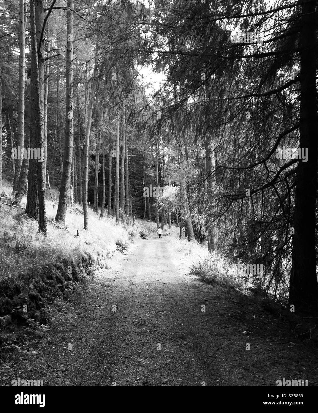 Path trees Black and White Stock Photos & Images - Alamy