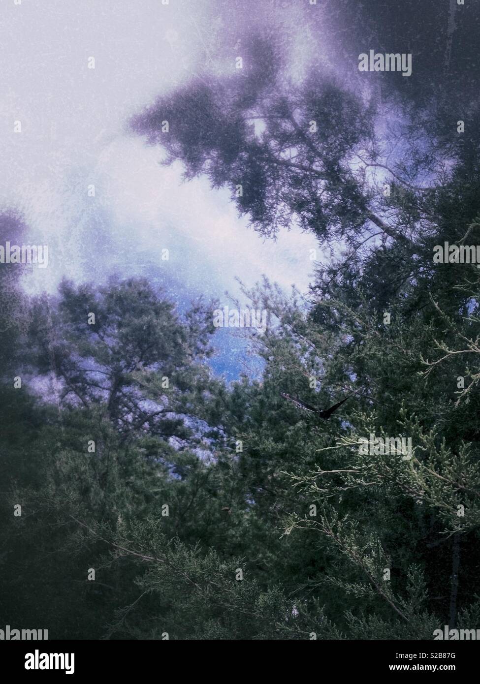 Heathered greens and blues in photo of woods, sky, and butterfly - Smartphone Captured Stock Image