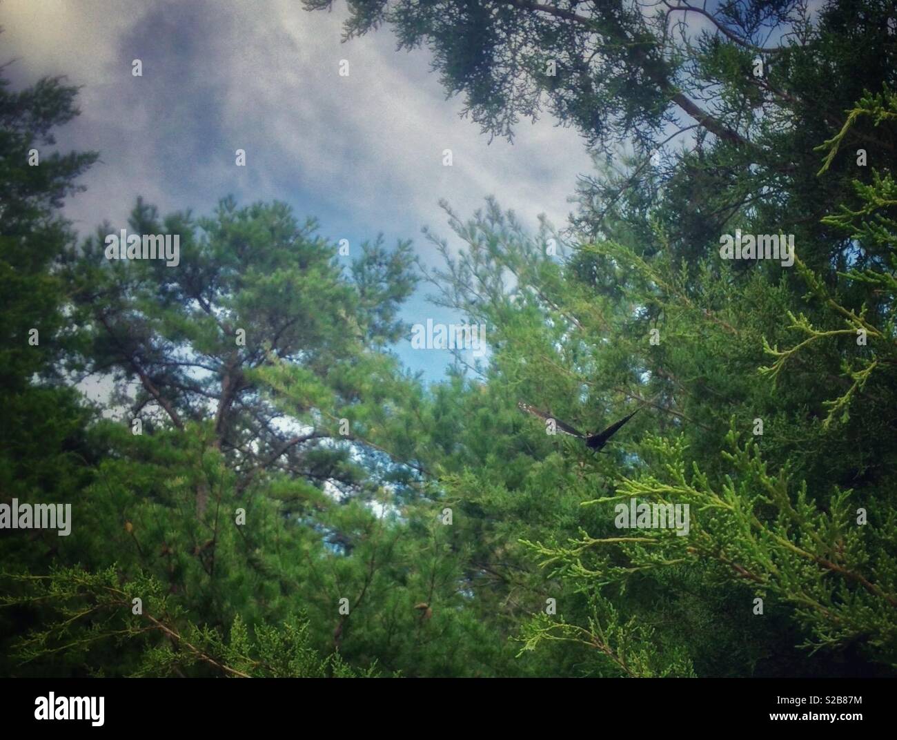 Calm photo of tree tops, sky, and butterfly - Smartphone Captured Stock Image