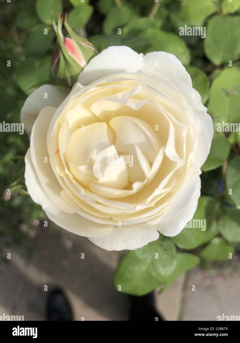 A sparkling cream rose in absolutely tip top condition, for us to enjoy and view in its prime. Stock Photo