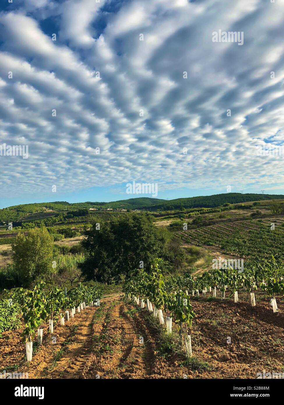 Vineyards at Penedès.Barcelona.Catalonia.Spain Stock Photo Alamy