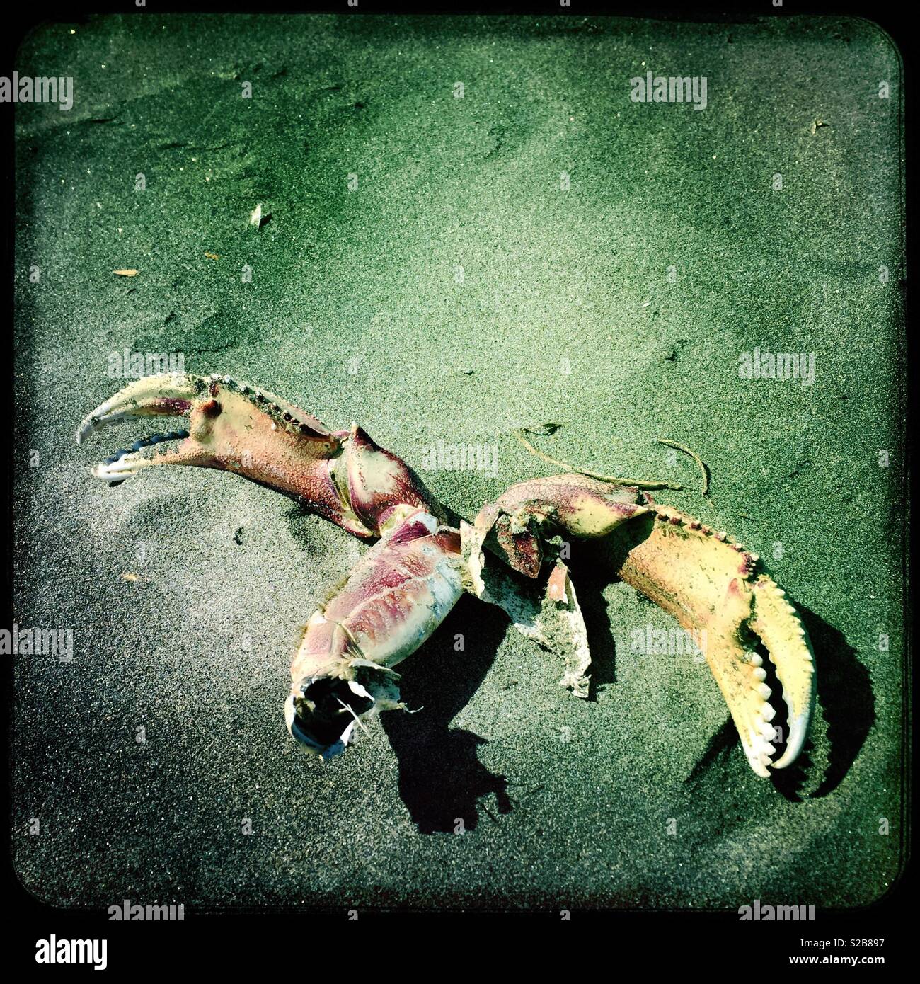 Dead crab claws on sandy beach Stock Photo