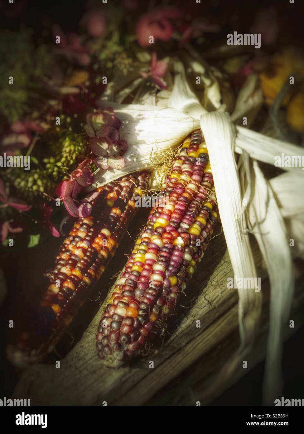 Tri-color corn in late Autumn sunlight - Smartphone Captured Stock Image