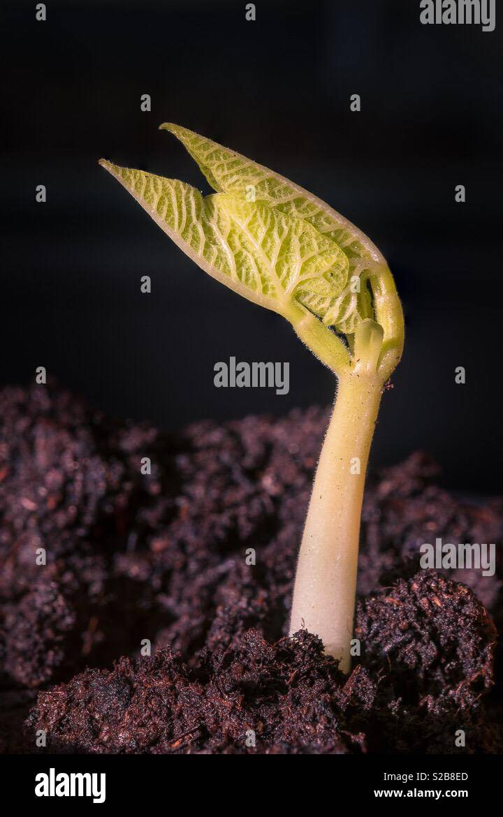 A broad bean sprout. Stock Photo
