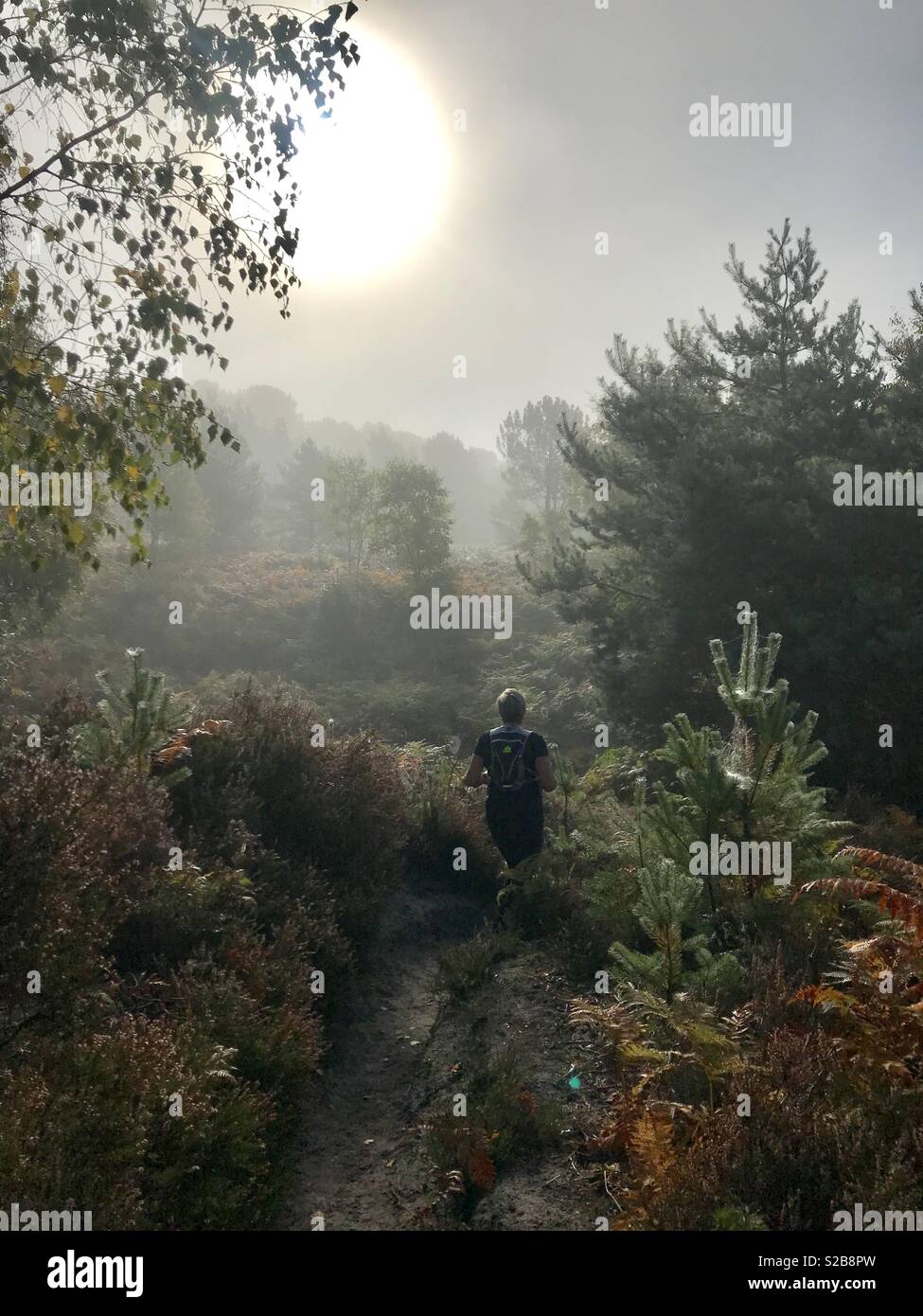 Morning in the woods hi-res stock photography and images - Alamy