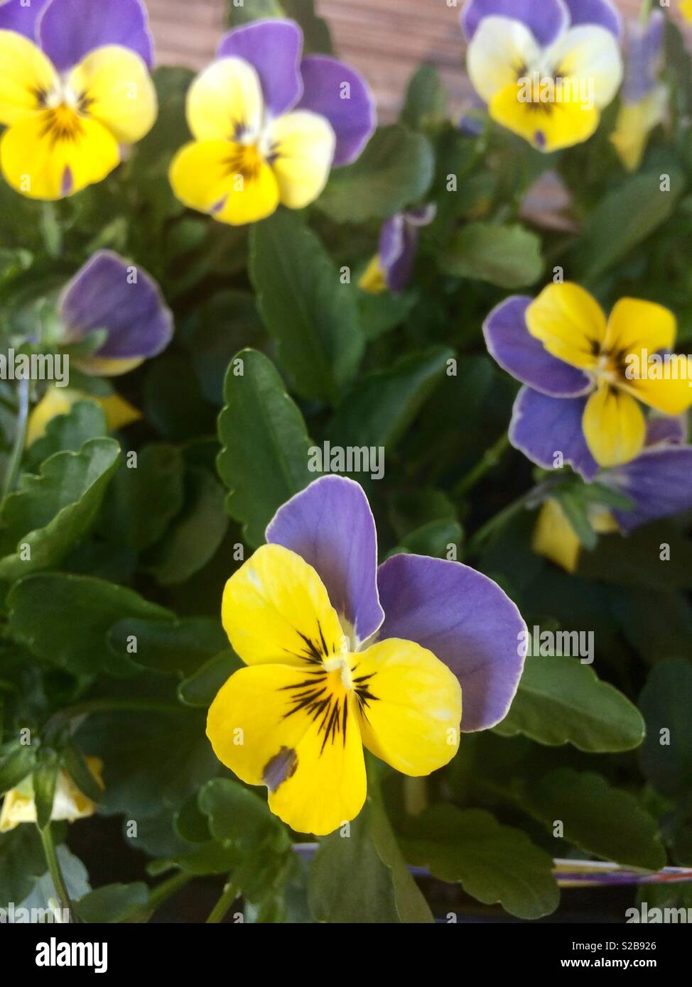 Planting pansy viola winter hires stock photography and images Alamy