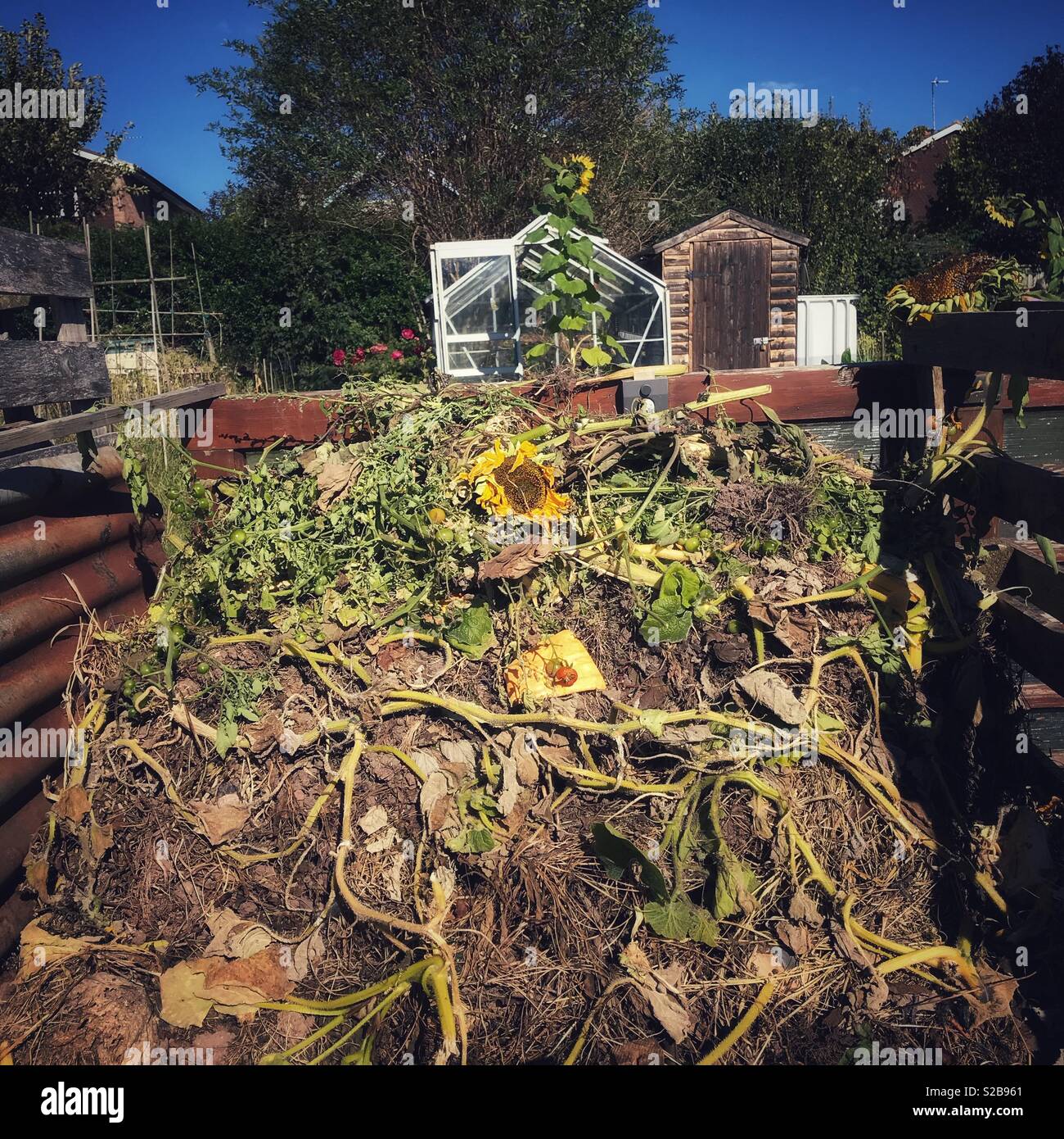 Allotment garden compost heap in September UK - Smartphone Captured Stock Image