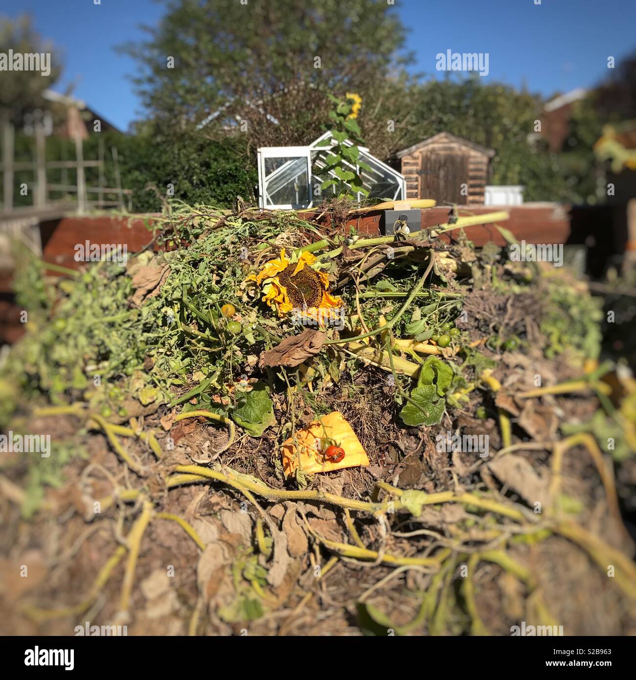 Compost heap in allotment garden UK - Smartphone Captured Stock Image