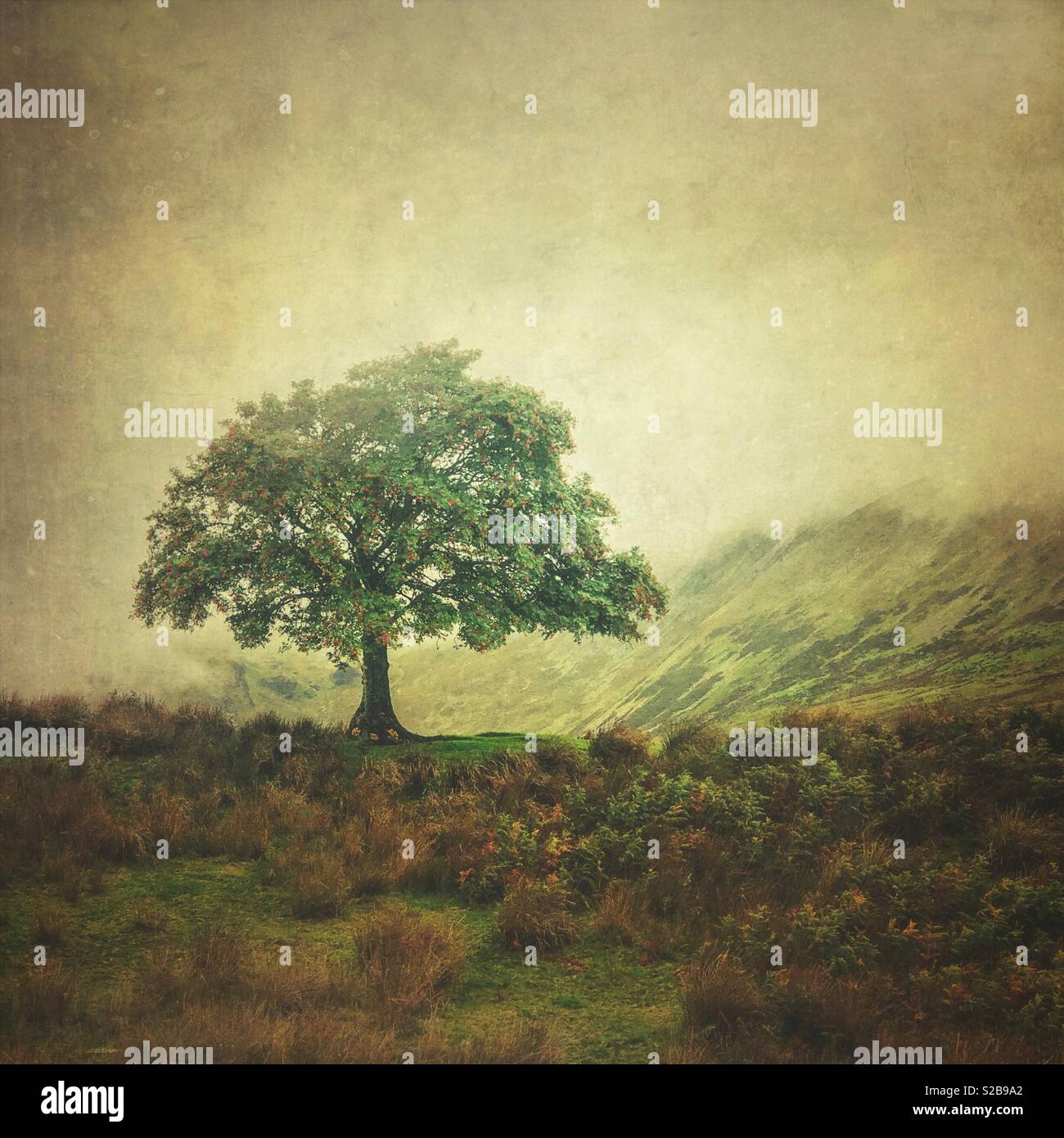 Lone tree in the Snowdonia National Park, Wales, UK - Smartphone Captured Stock Image