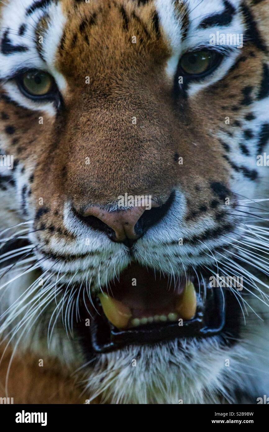 Tiger showing teeth Stock Photo - Alamy
