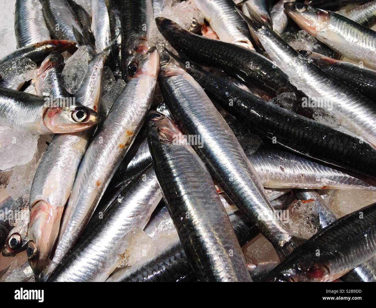 Fresh anchovies Stock Photo