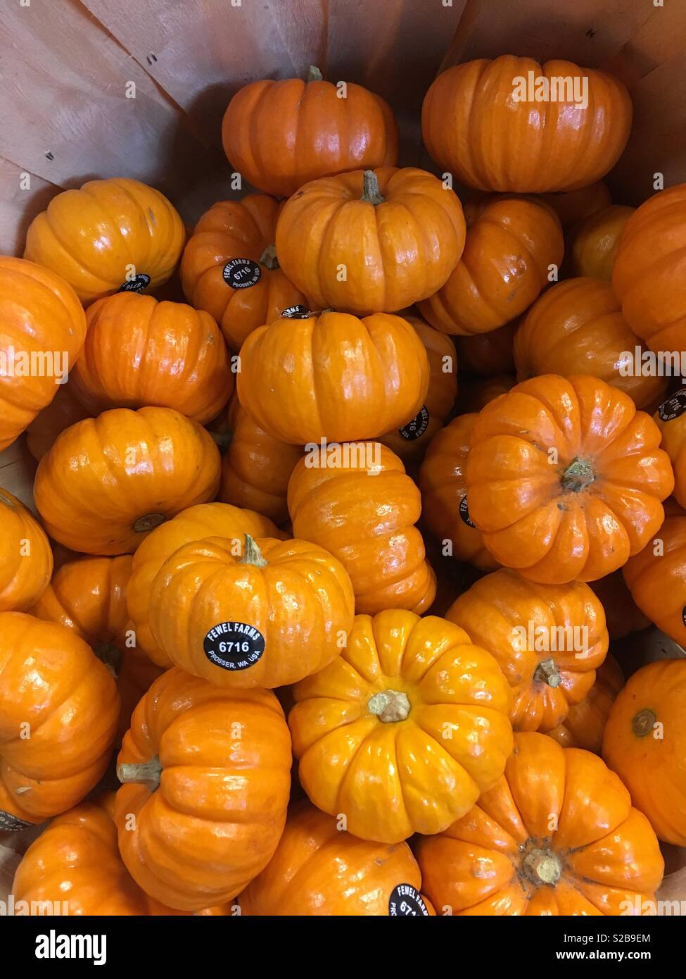 Miniature pumpkins ready for display Stock Photo Alamy