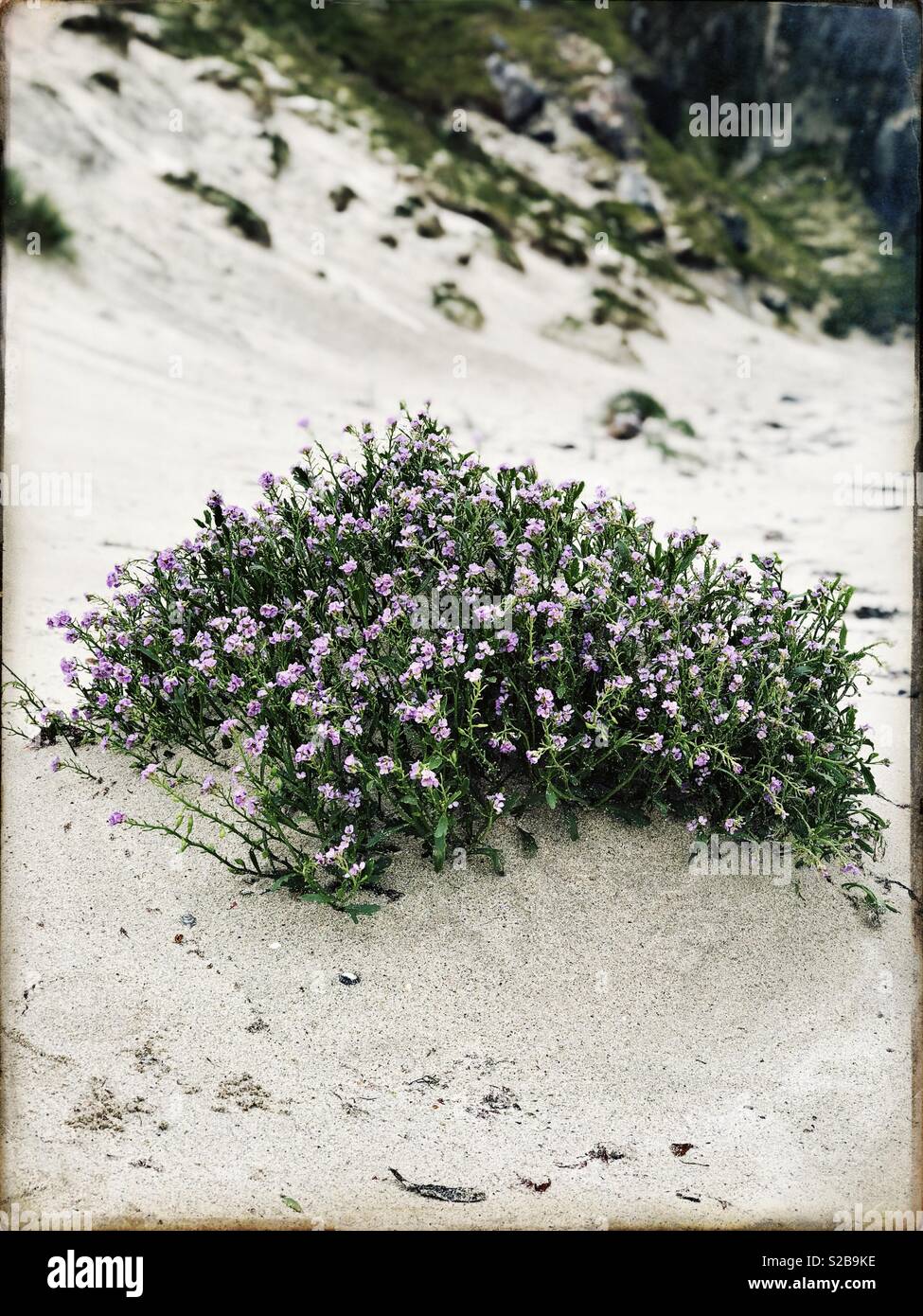 Sea Pinks on Scottish Beach in September Stock Photo