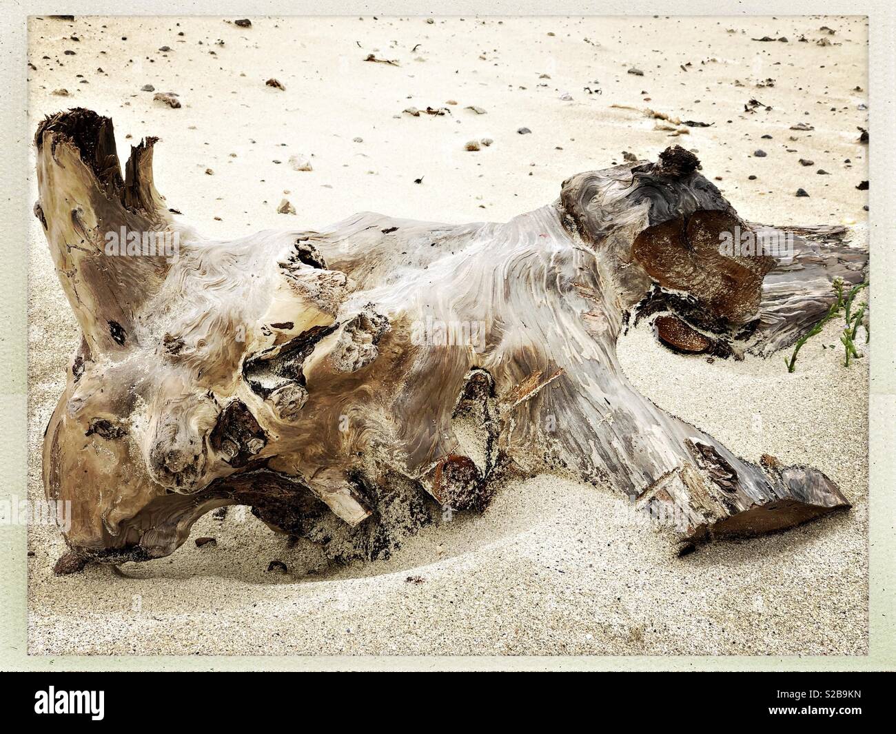 Driftwood on White Sand Beach in Western Isles, Scotland in September - Smartphone Captured Stock Image