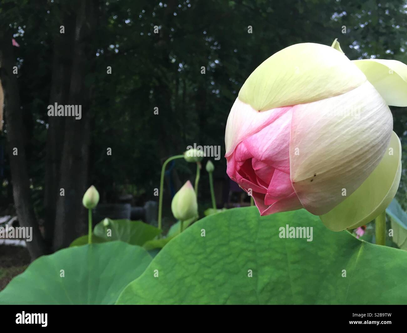 Opening lotus flower hires stock photography and images Alamy