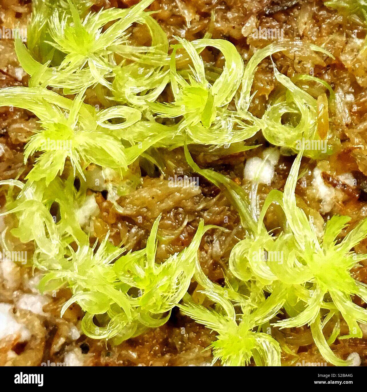 Terrarium moss hires stock photography and images Alamy