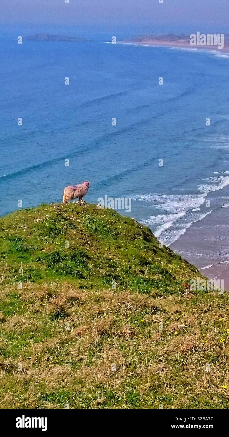 Sheep on a cliff overlooking Rhossili Bay, Gower, Wales. - Smartphone Captured Stock Image