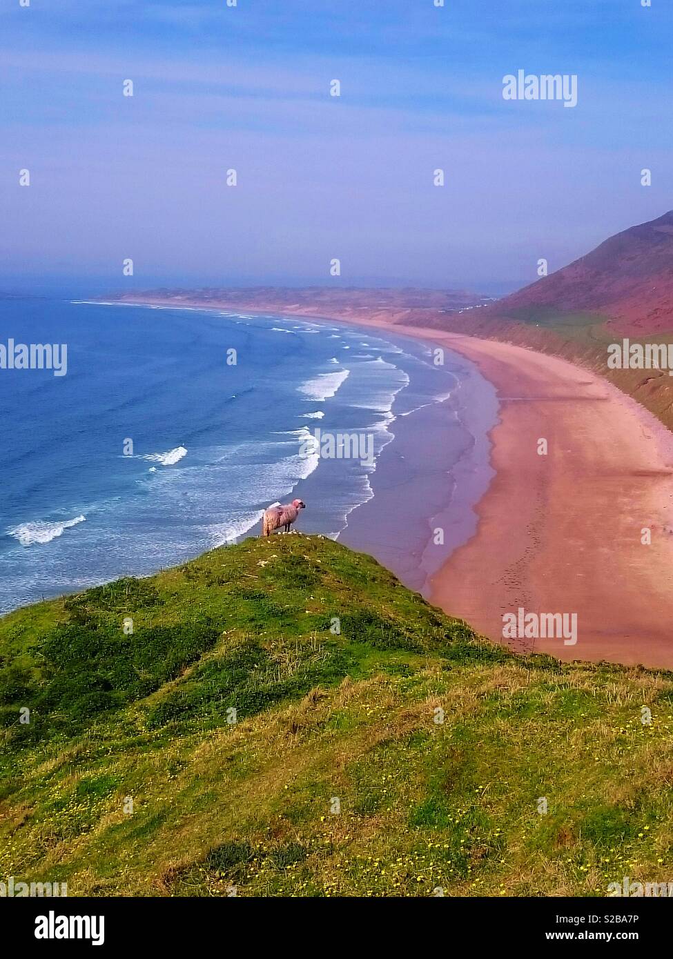 Sheep on a cliff overlooking Rhossili Bay, Gower, Wales. - Smartphone Captured Stock Image
