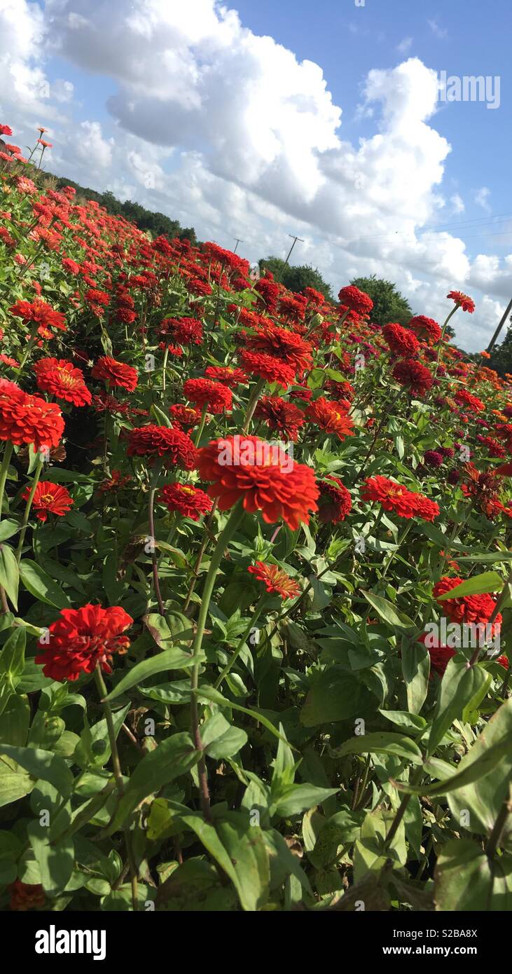Flowers for picking Stock Photo Alamy