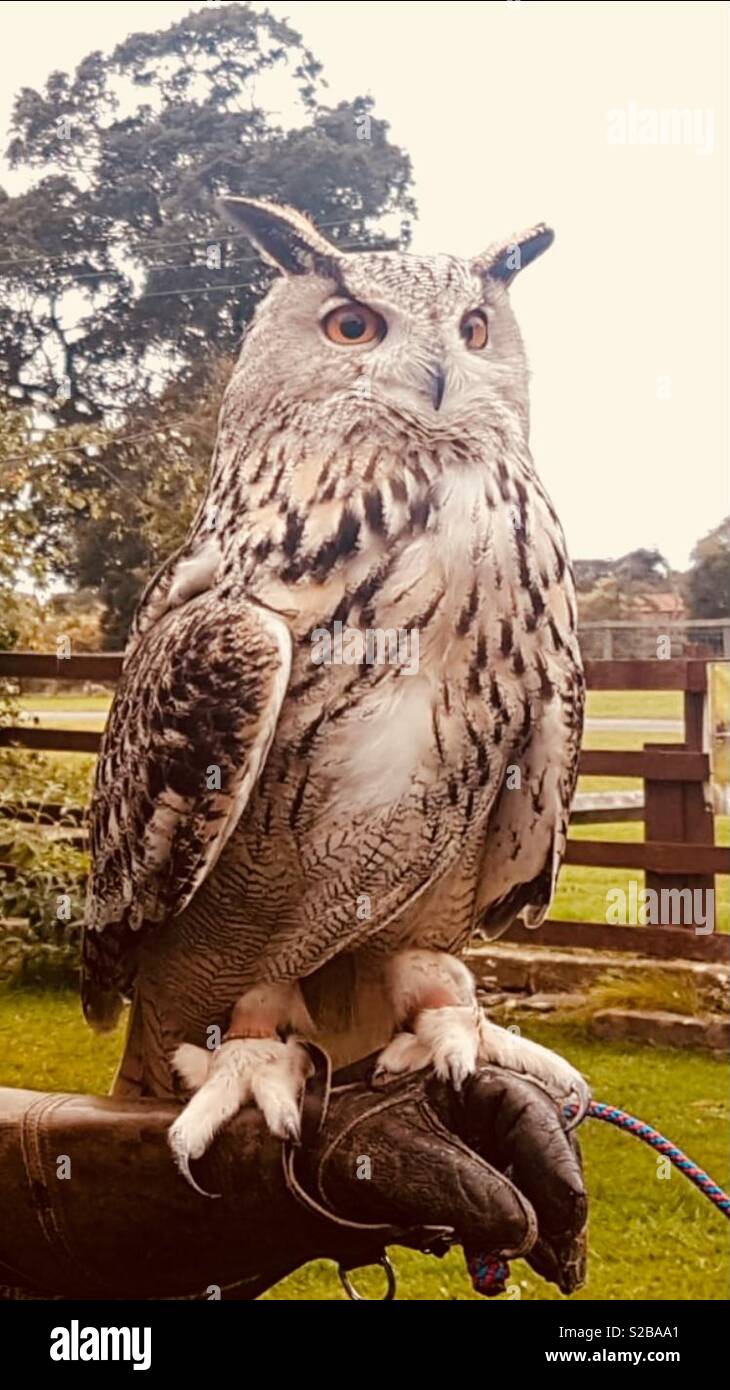 Owl handling - Smartphone Captured Stock Image