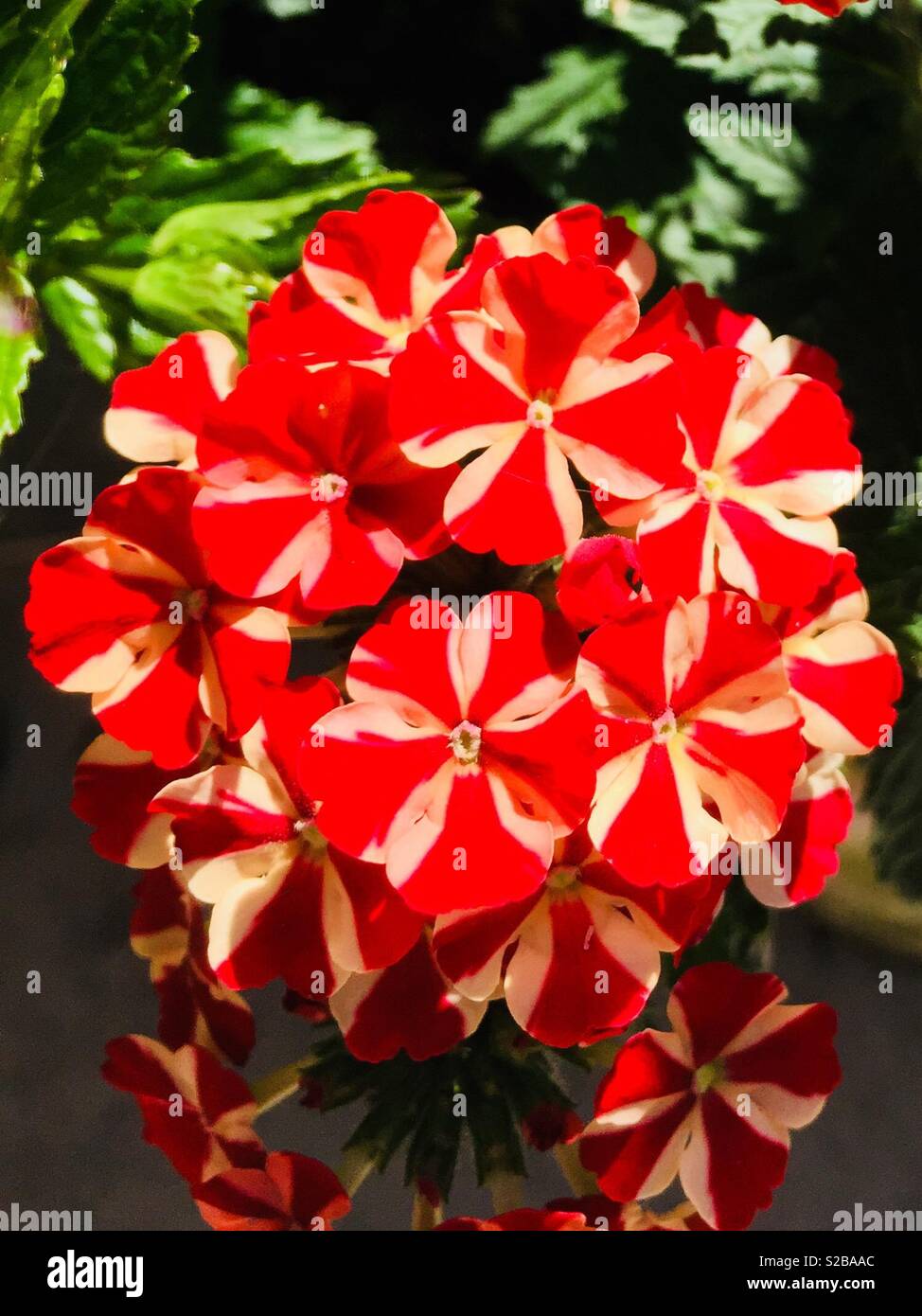 Red and white flowers - Smartphone Captured Stock Image