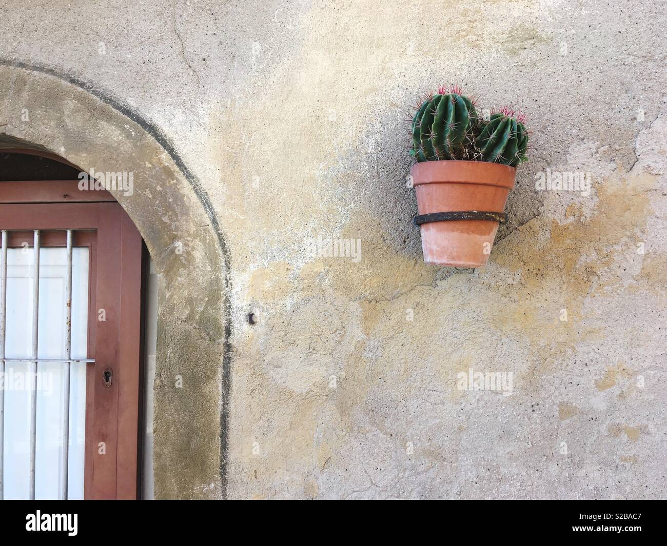 A cactus plant fixed on a wall with an iron ring in the city of Tarragona, Catalonia, Spain - Smartphone Captured Stock Image