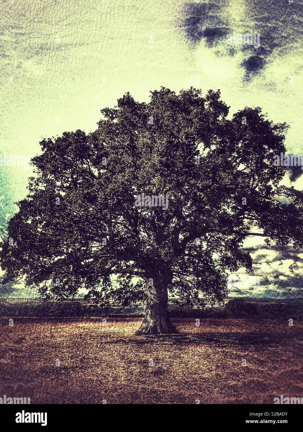 Oak tree - Smartphone Captured Stock Image